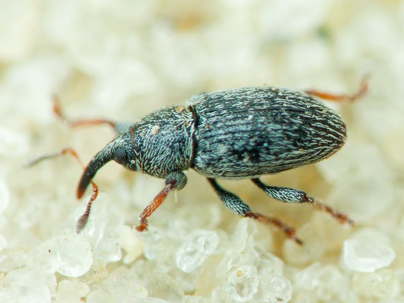 Curculionidae Latreille, 1802
